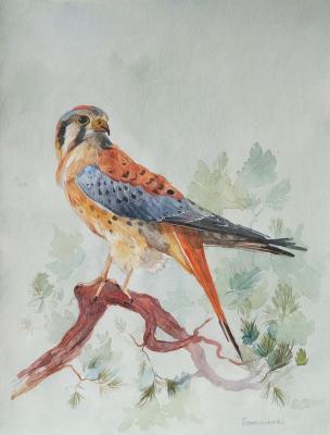 ���������. ��������� ���������