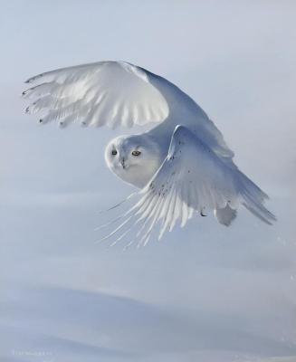 The Arctic Queen (Polar Owl). Kudryavtseva Anna