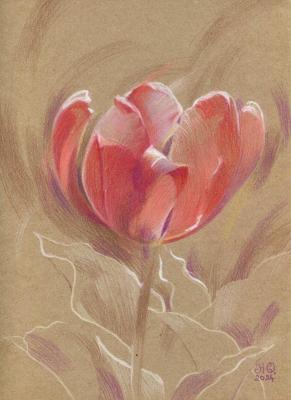 Tulip 3 ( ). Zhukovskaya Yuliya