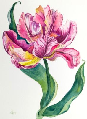 Tulip ( ). Lapina Albina