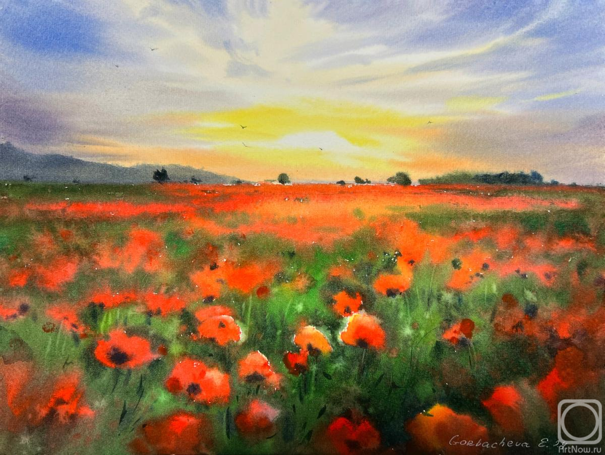 Gorbacheva Evgeniya. Poppy field at sunset
