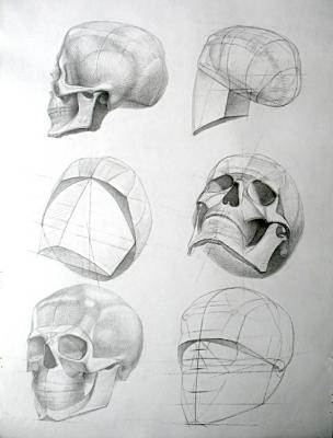 Human Skull (Surface Anatomy). Yudaev-Racei Yuri