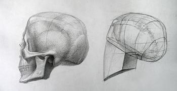 Human Skull - Back View (Surface Anatomy). Yudaev-Racei Yuri