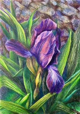 Purple iris ( ). Lukaneva Larissa
