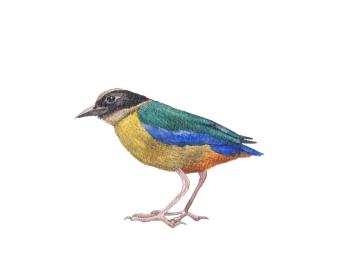 Birds. Moluccan pitta