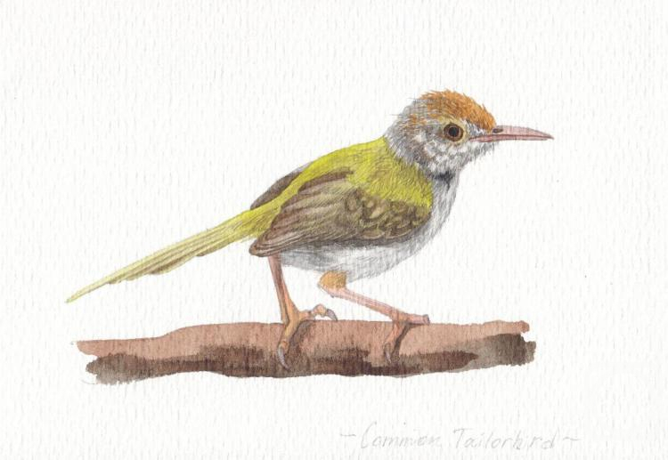 �������. �������� ���������. �����. ����������� ��������