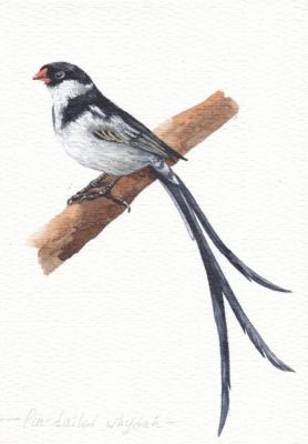 Birds. Dominican Widow