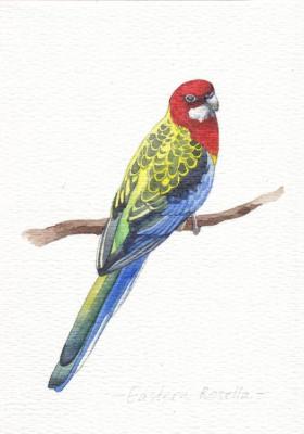Birds. Rosella. Prokazyuk Anastasiya