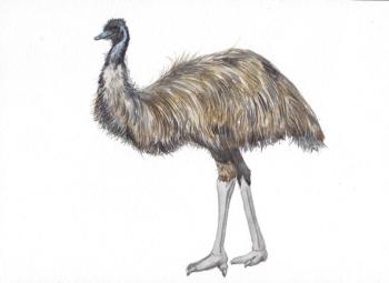 Birds. Emu (Ornithology). Prokazyuk Anastasiya