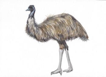 Birds. Emu