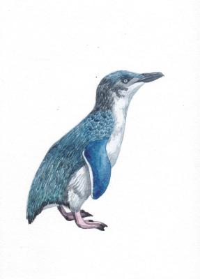 Birds. Blue Penguin (Ornithology). Prokazyuk Anastasiya
