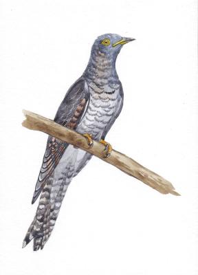 Birds. Common Cuckoo (Ornithology). Prokazyuk Anastasiya