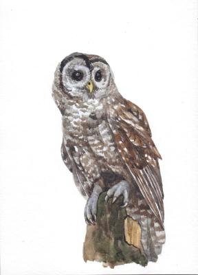 Birds. Great Owl (Small Graphics). Prokazyuk Anastasiya
