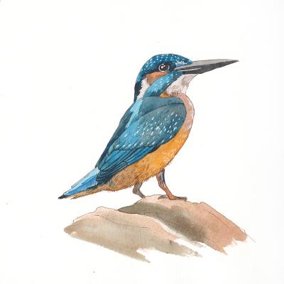 Birds. Kingfisher (Small Graphics). Prokazyuk Anastasiya