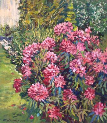 Rhododendron. Belevich Andrei
