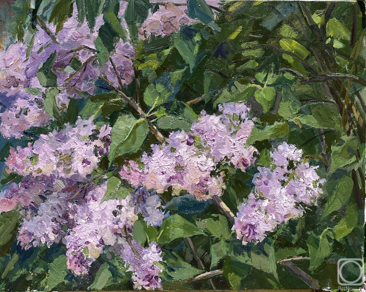 Plotnikova Elena. Lilac bush