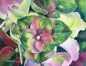 Hydrangea. Safonova Svetlana