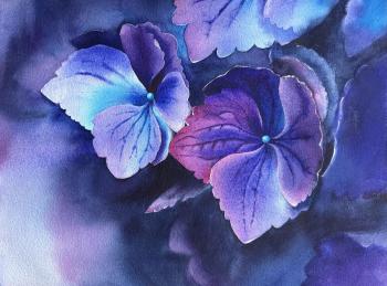 Hydrangea. Safonova Svetlana