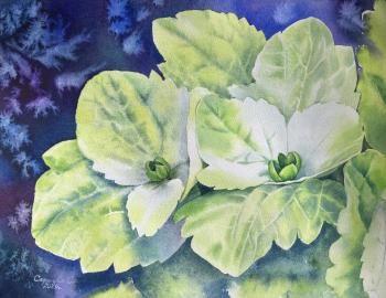 Hydrangea. Safonova Svetlana