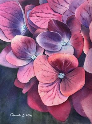 Hydrangea. Safonova Svetlana