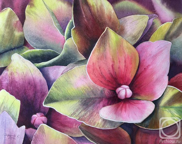 �������. �������� ��������. ���������