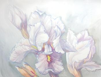 Awakening of irises