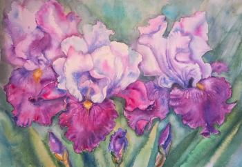 Pink irises (  ). Kondyurina Natalia