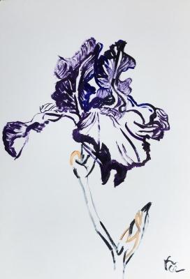 Purple-white iris. Sechko Xenia
