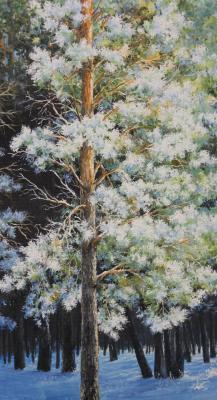 Pine in frost. Kiselevich Gennadiy