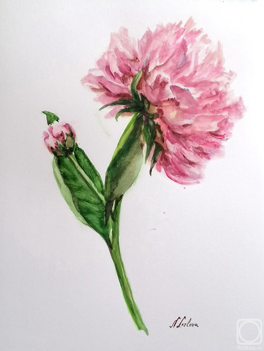 �������. ������� �������. �����������