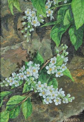 Bird cherry (Spring In Painting). Kiselevich Gennadiy