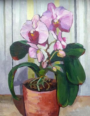 An orchid in a pot. Veselkova Olga