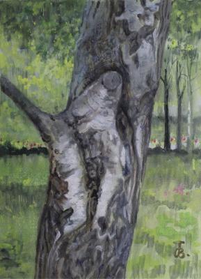 Elderly birch (). Tumanov Vadim