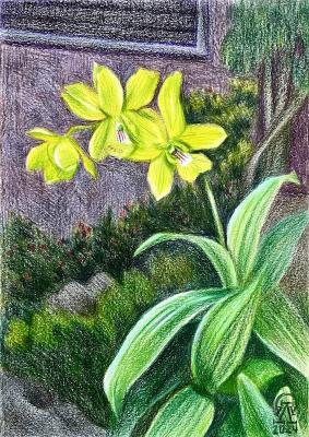 Phuket. Orchid. Lukaneva Larissa