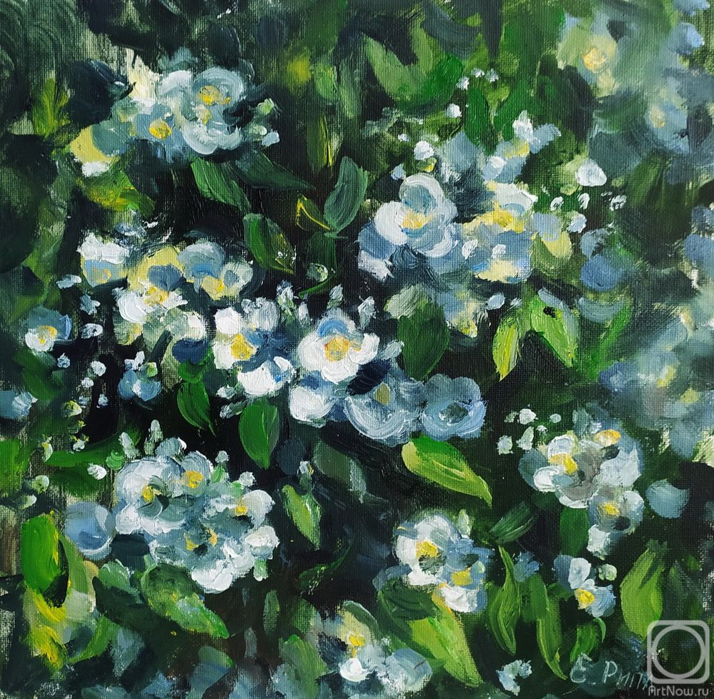 Ripa Elena. Jasmine bush