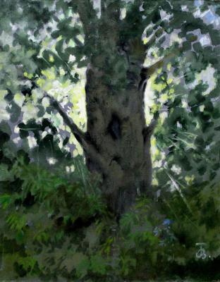 Poplar and the evening sun. Tumanov Vadim