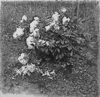 �����. ������ ������