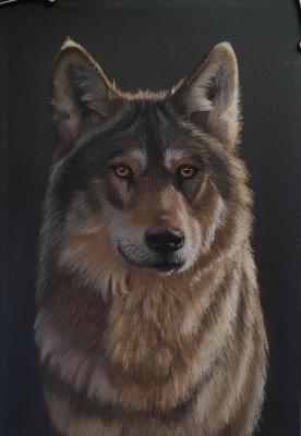 ���� (������� ����). ���������� ������