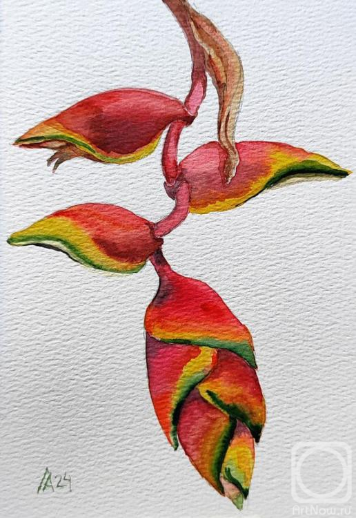 Lapina Albina. Heliconia