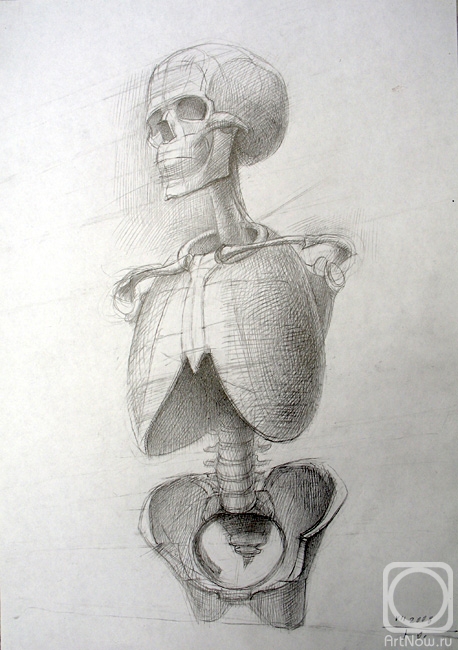 Yudaev-Racei Yuri. Human Skeleton (front view) - Construction