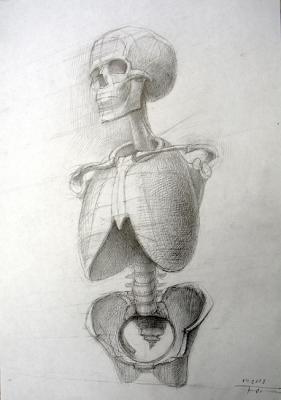 Human Skeleton (front view) - Construction (Cervical Curve). Yudaev-Racei Yuri