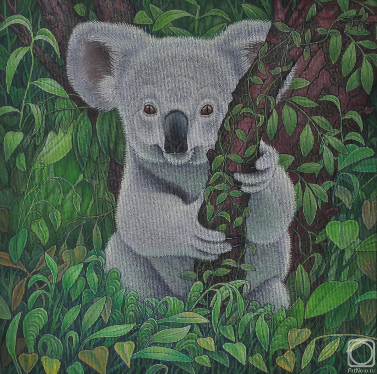 �������. ���������� ��������. Phascolarctos cinereus