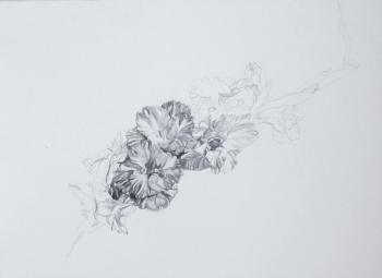 Gladiolus "Shokoladnitsa". Shaluhina Oksana