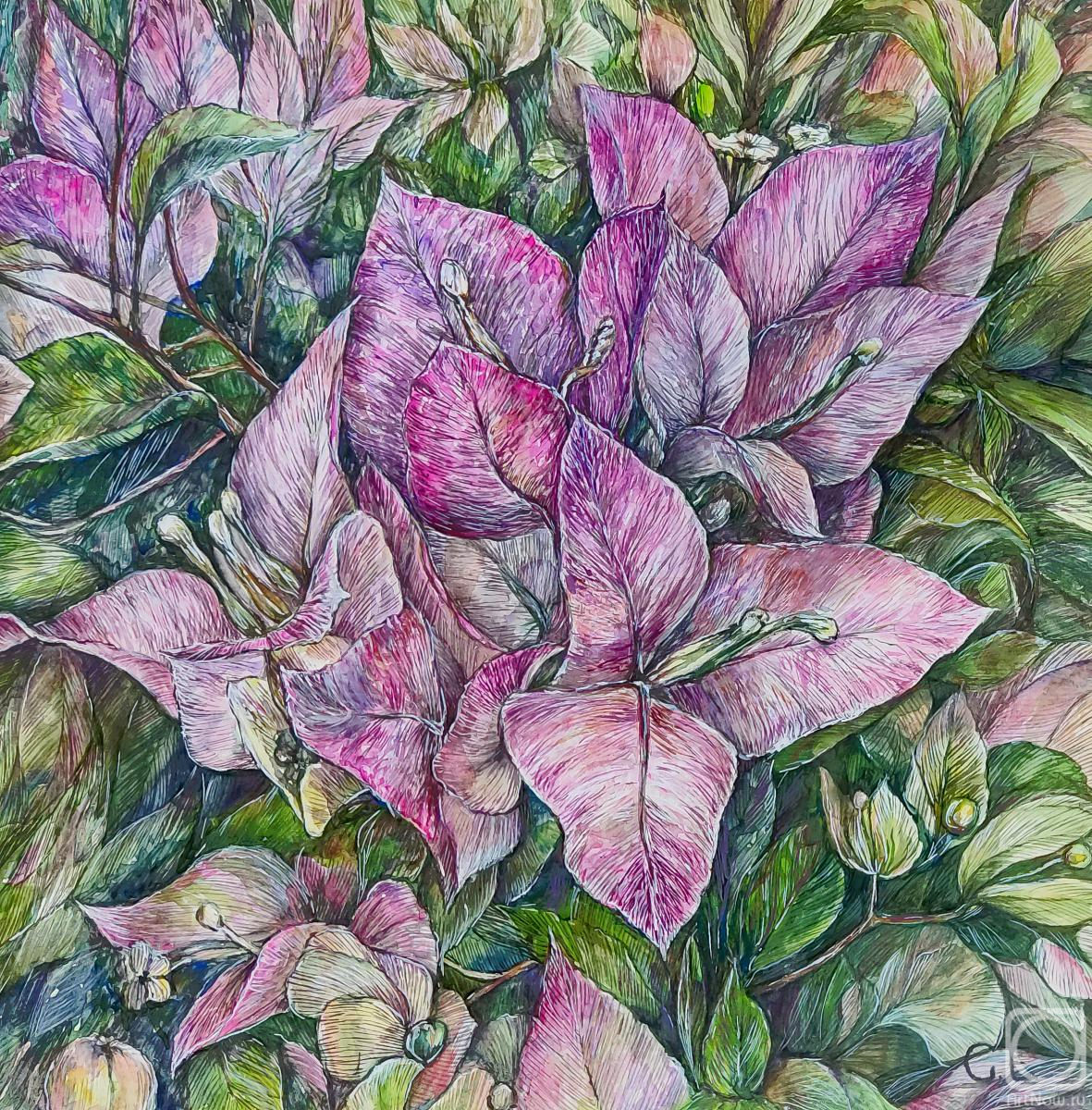 Gorbunova Elena. Bougainvillea