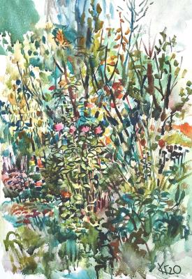 Thickets of my garden