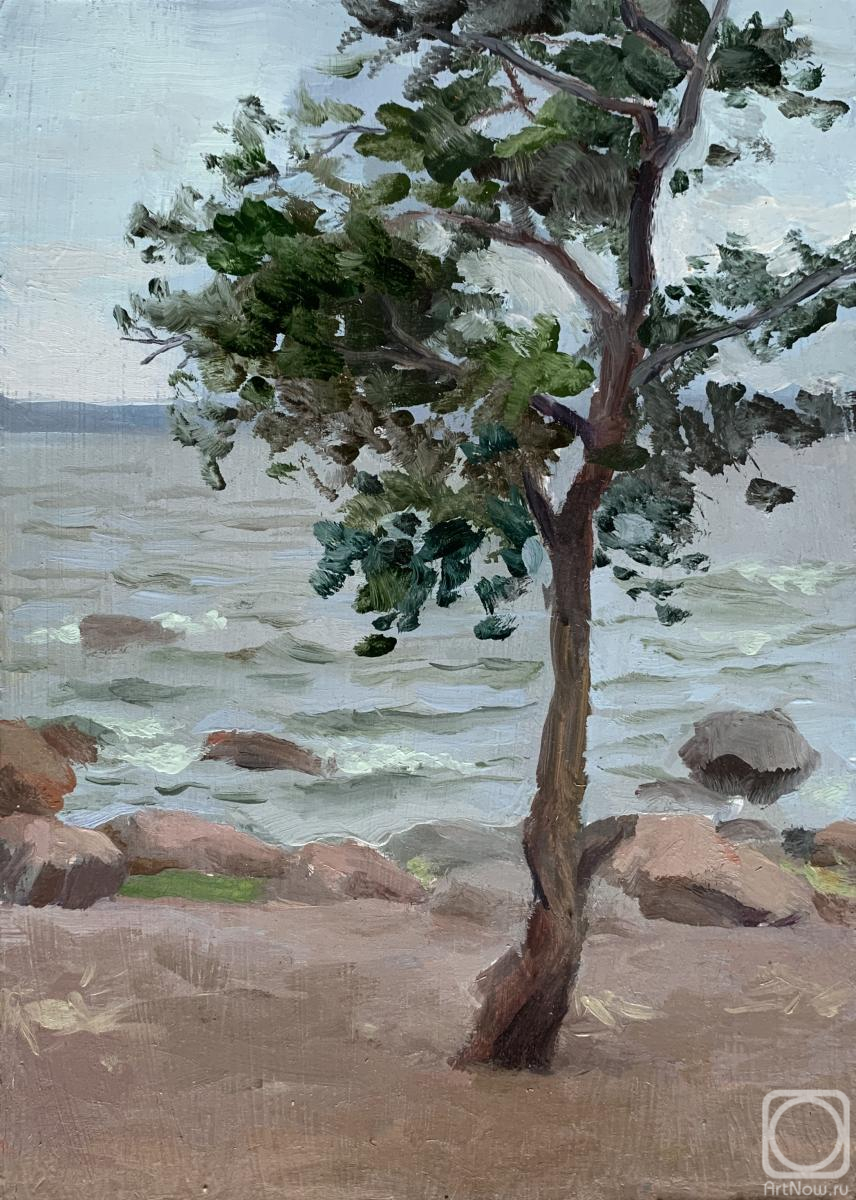 Shalash Dmitriy. Tree on the shore of the Gulf of Finland