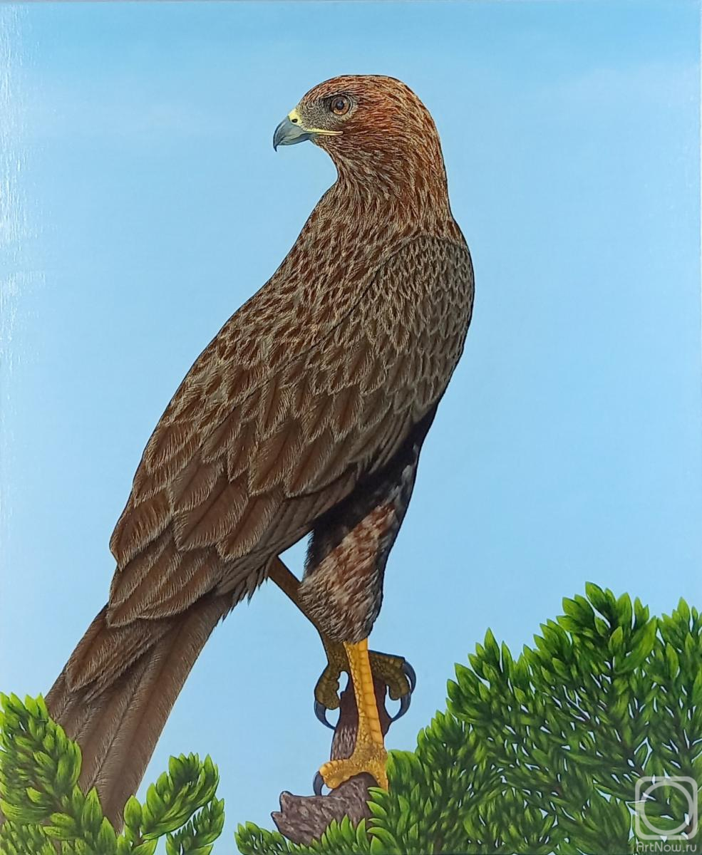 Kusmartseva Ekaterina. Falcon