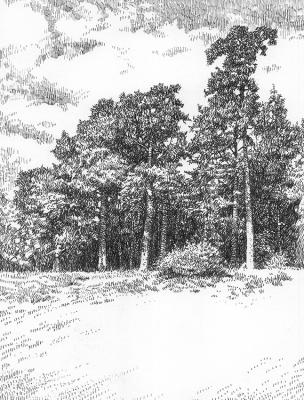 Pines in Serebryany Bor (Mini Landscape). Skachkov Sergey