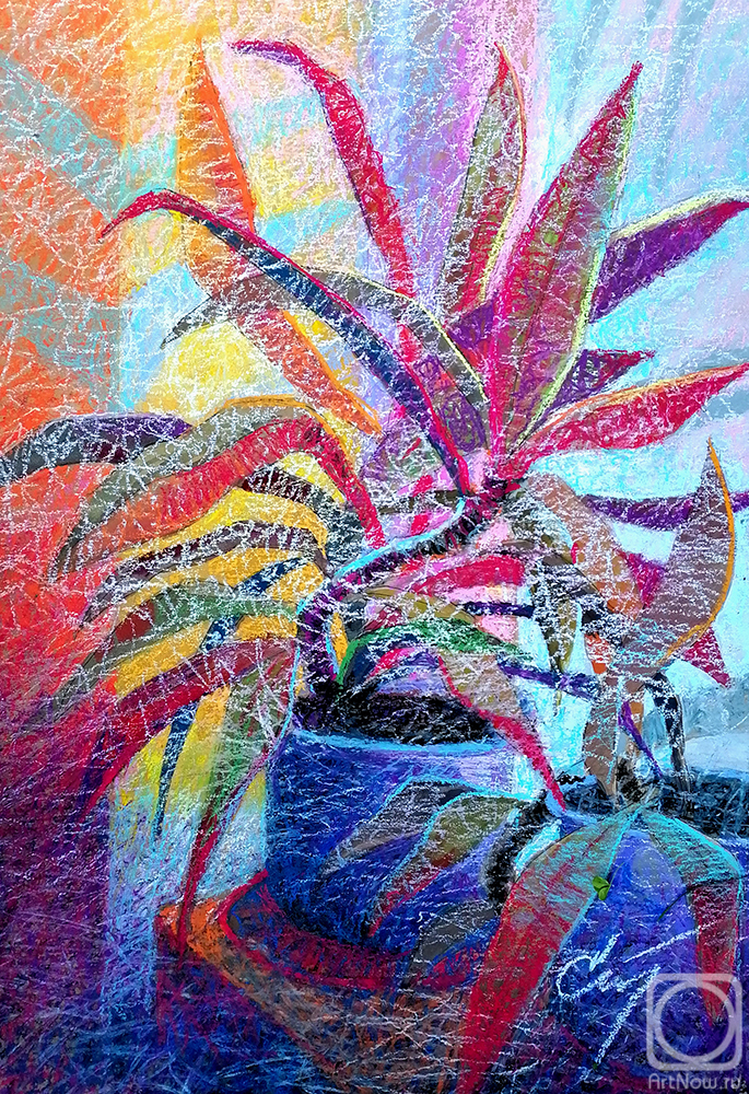 Stuliev Leonid. Cordyline