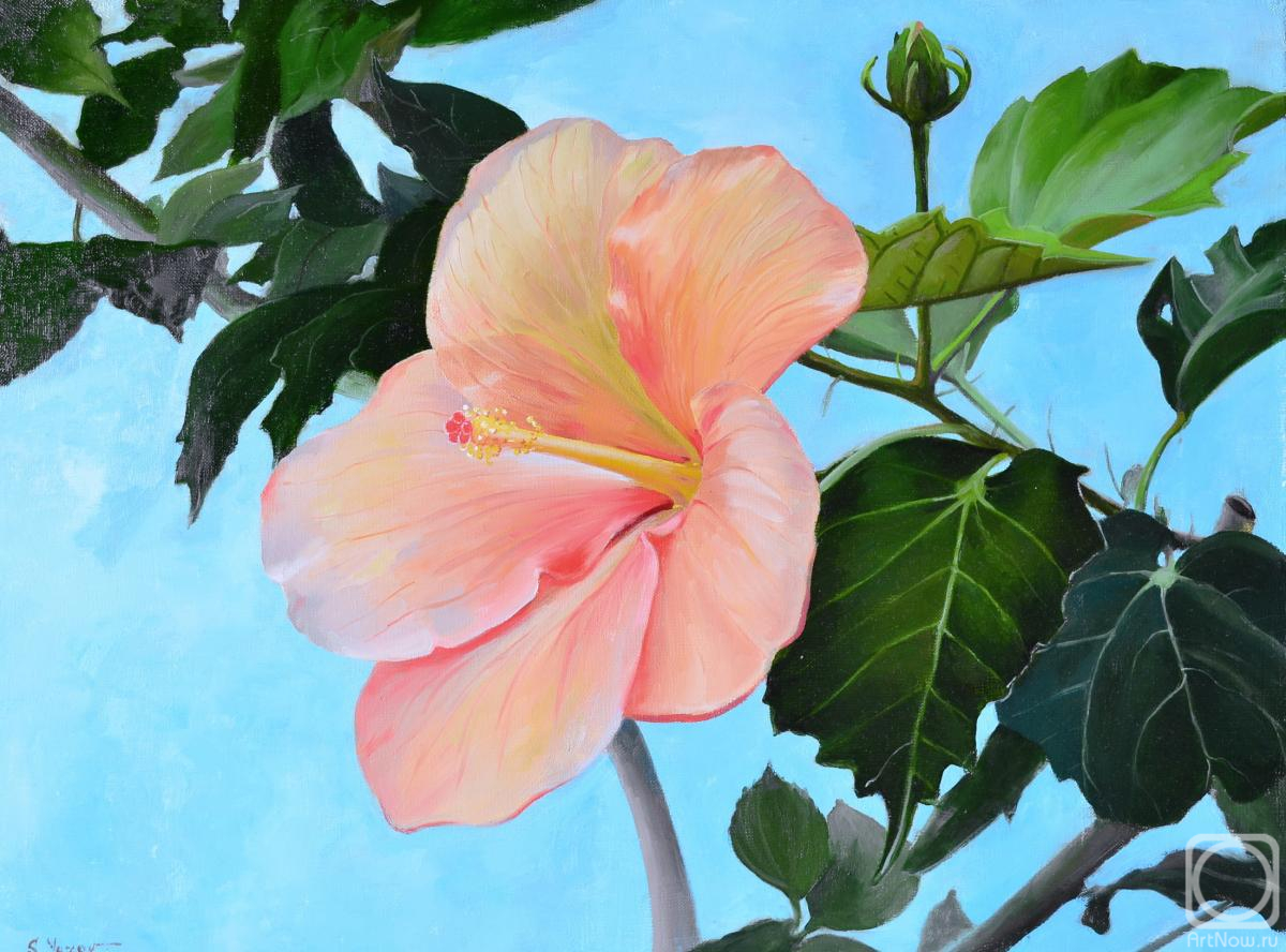 Yurov Sergey. Hibiscus is a "Chinese rose"
